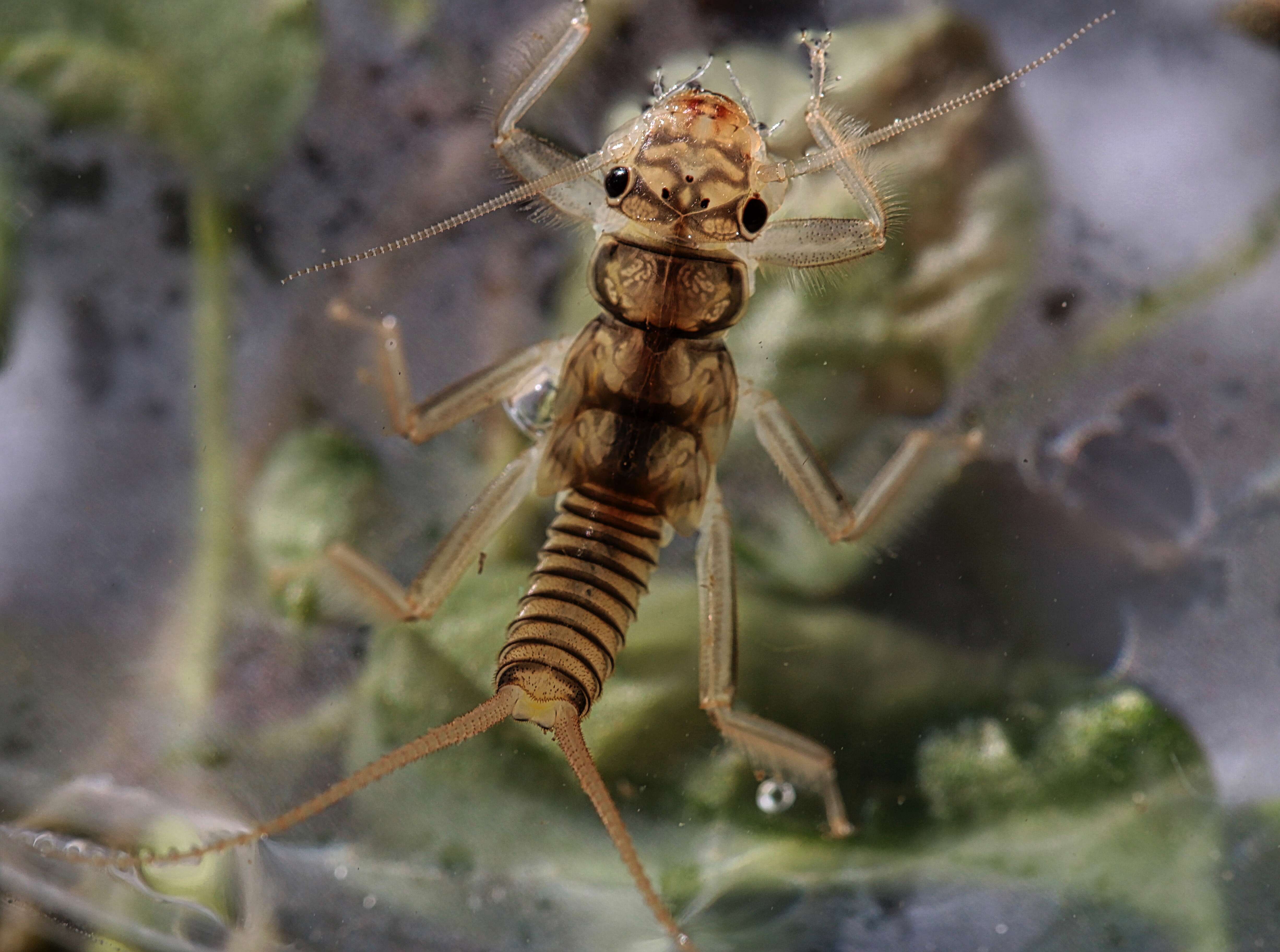 Image of Isogenoides hansoni (Ricker 1952)