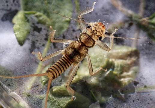 Image of Isogenoides hansoni (Ricker 1952)