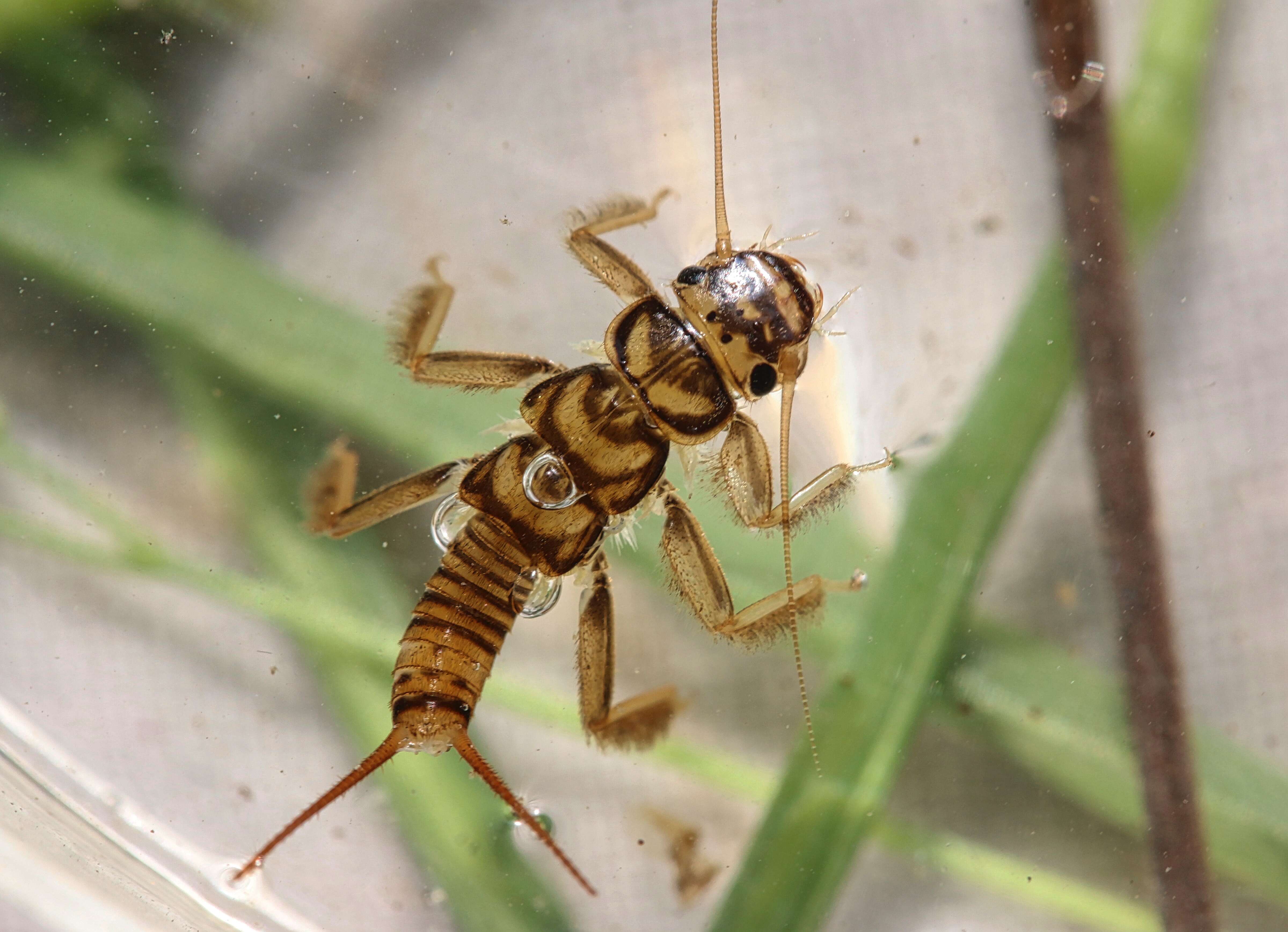 Image of Agnetina flavescens (Walsh 1862)