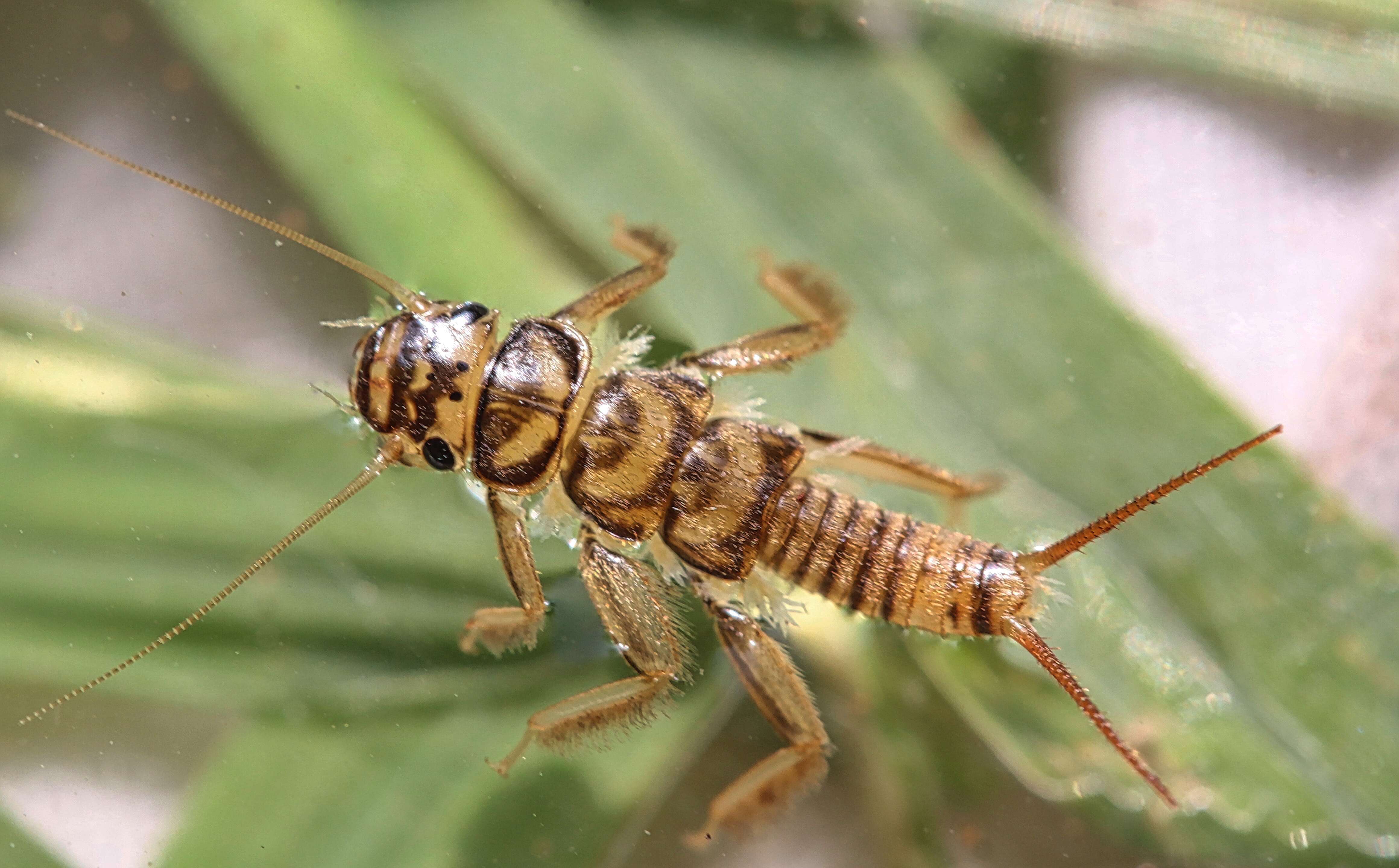 Image of Agnetina flavescens (Walsh 1862)