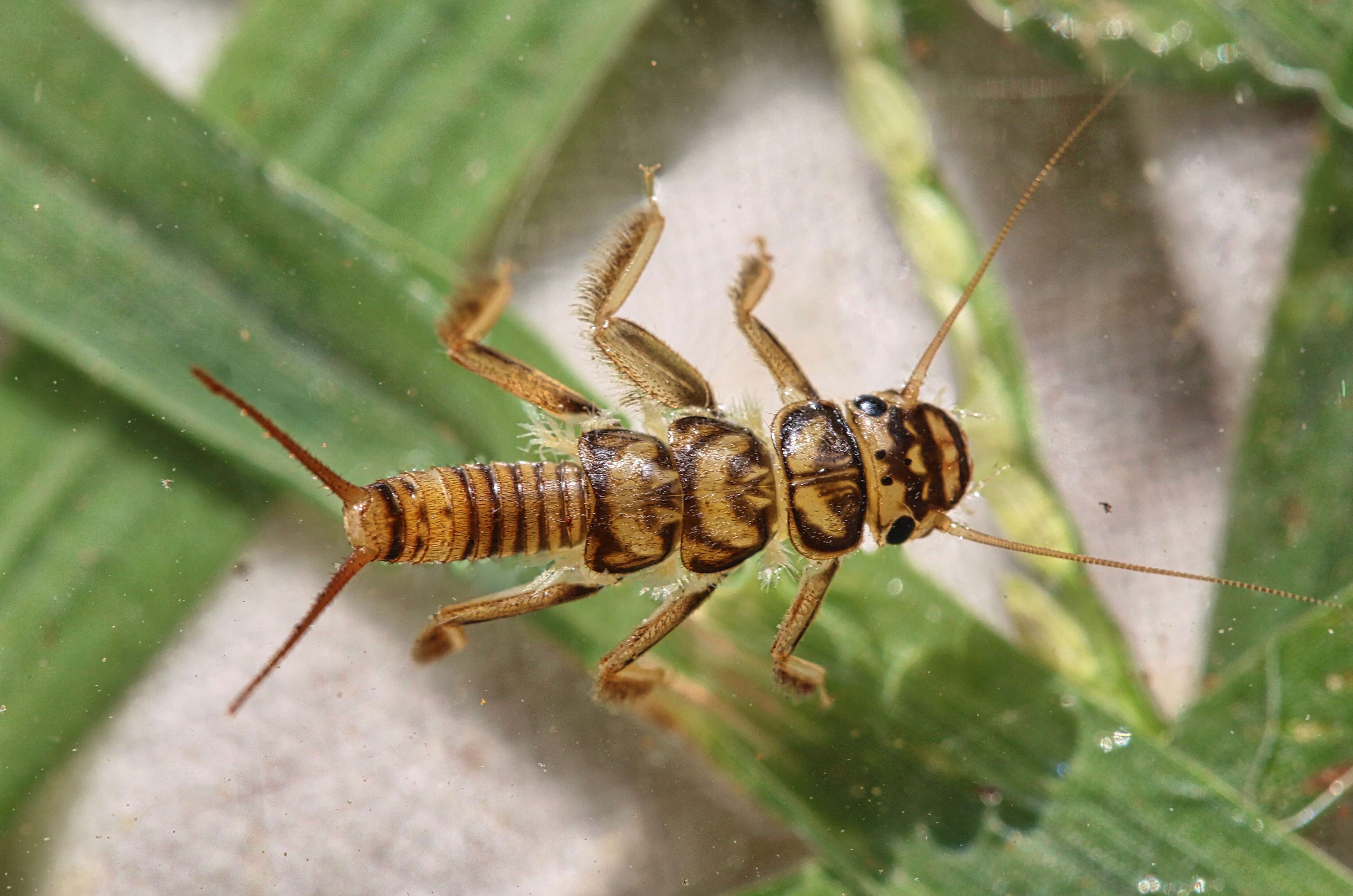 Image of Agnetina flavescens (Walsh 1862)