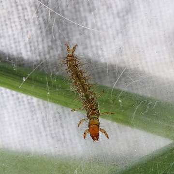 Image of free-living caddisflies