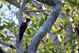 Image of Lineated Woodpecker