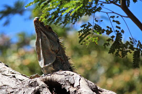 Image of Ctenosaura