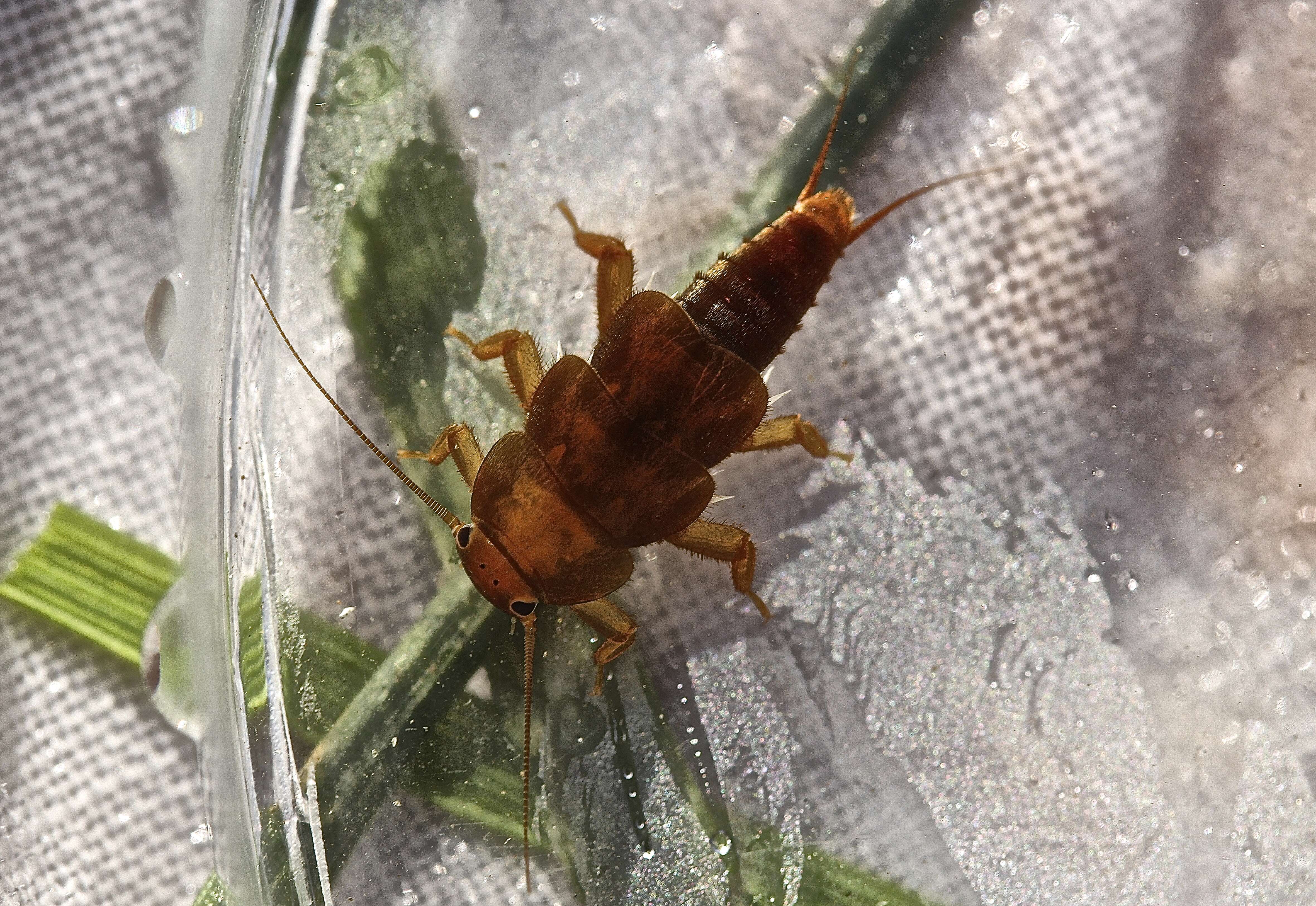 Image of Tallaperla