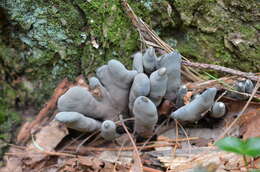 Imagem de Xylaria polymorpha (Pers.) Grev. 1824