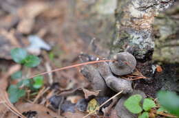 Imagem de Xylaria polymorpha (Pers.) Grev. 1824