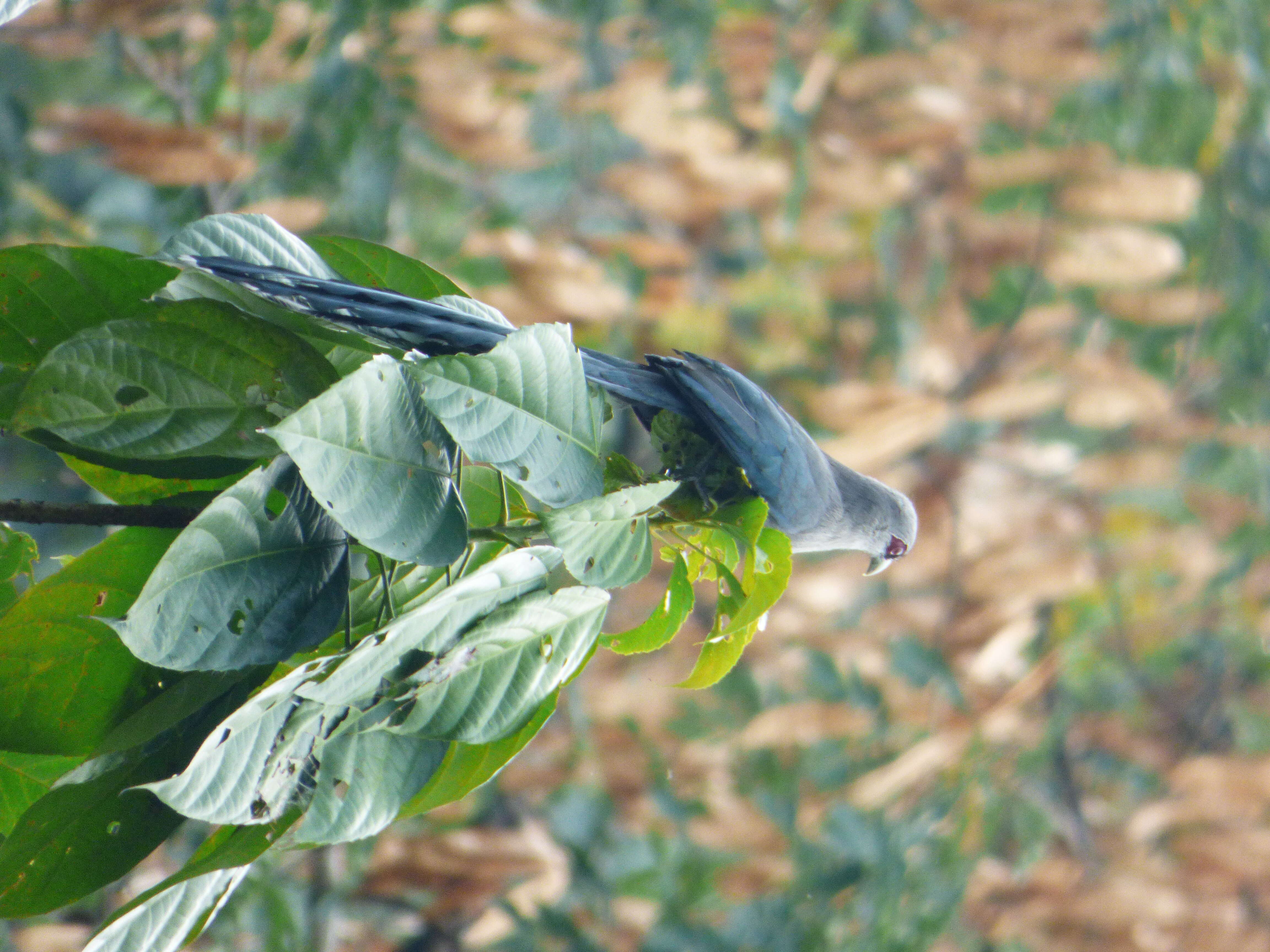 Image of Green-billed Malkoha