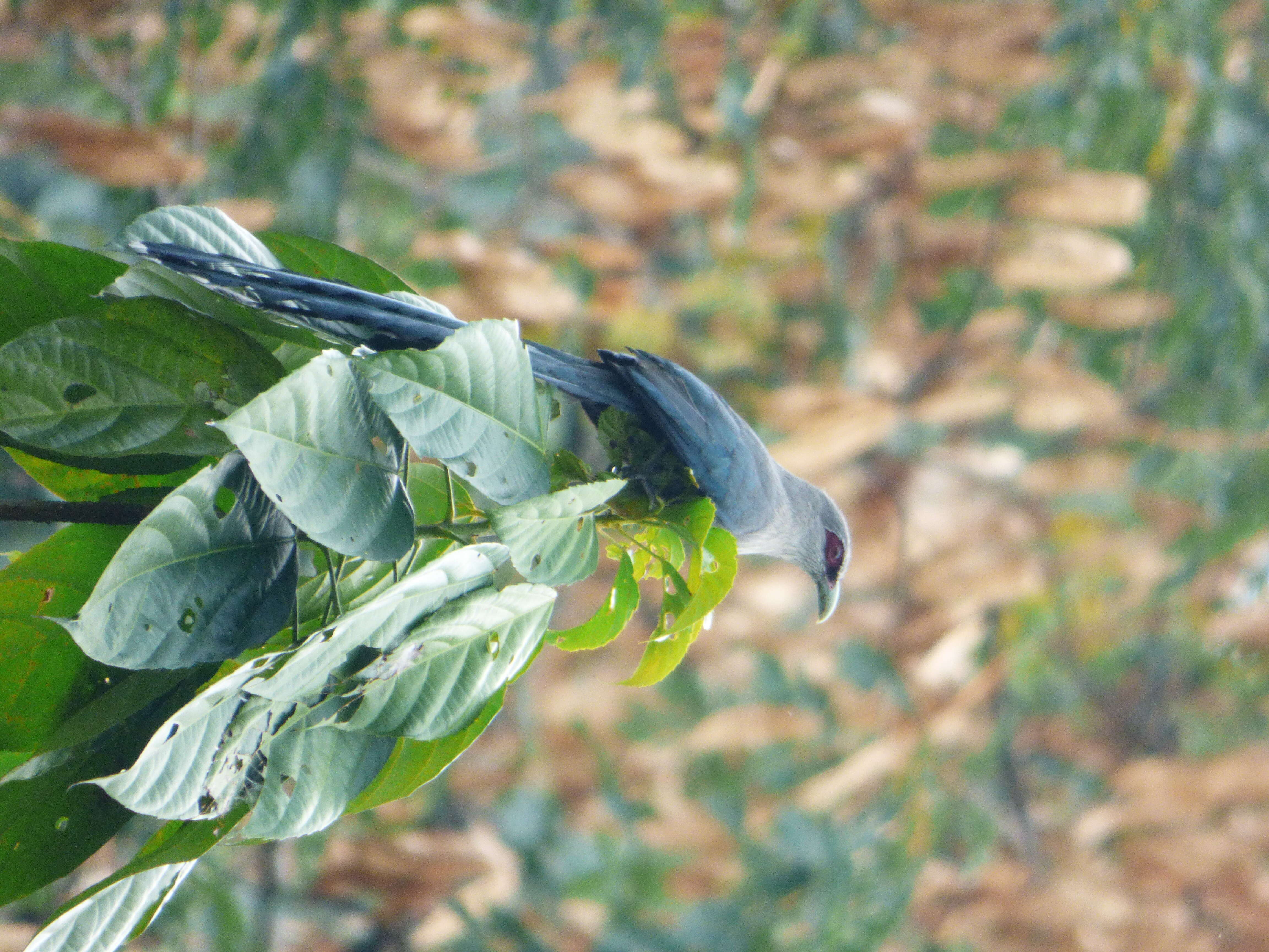 Image of Green-billed Malkoha