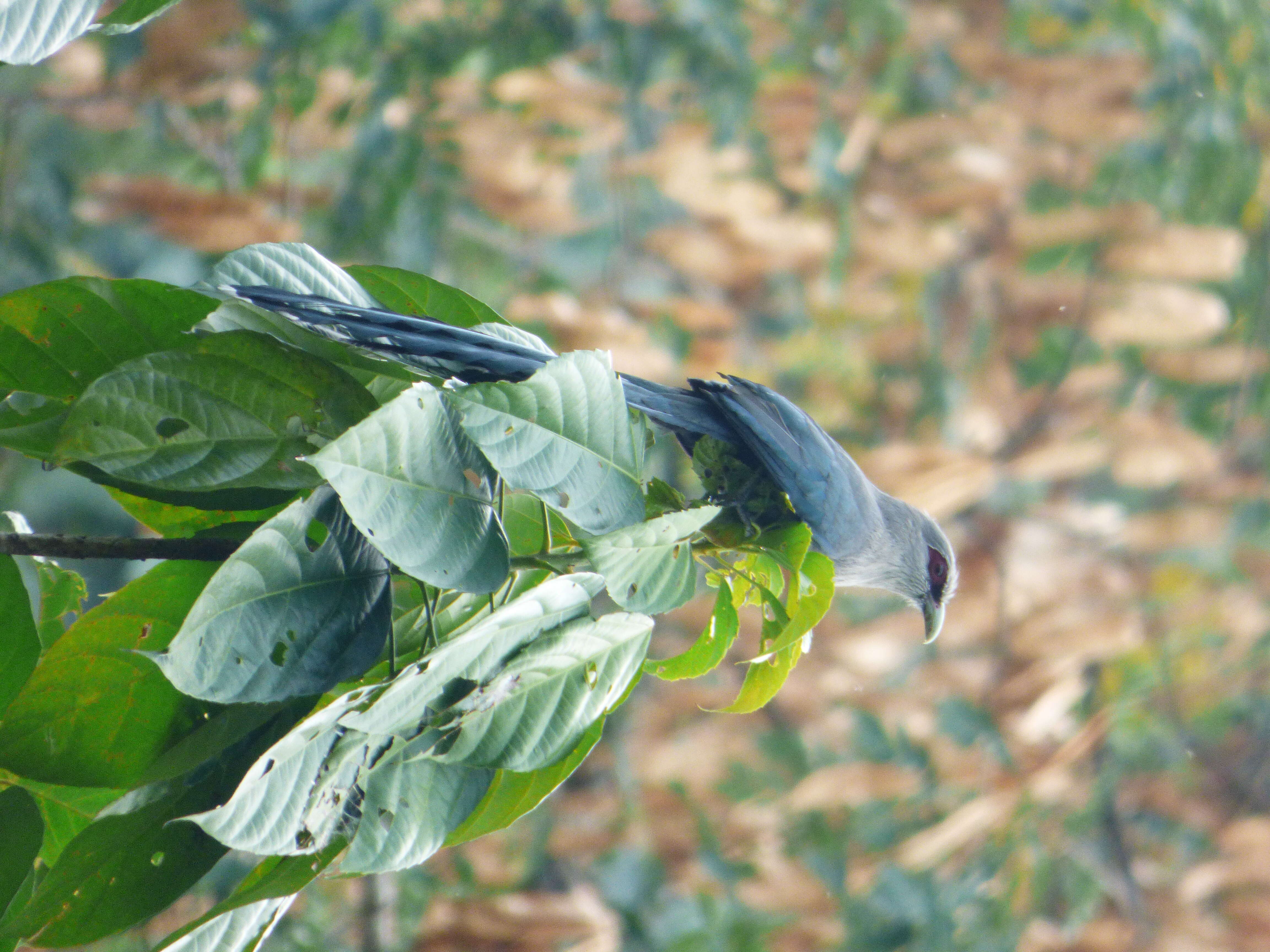 Image of Green-billed Malkoha