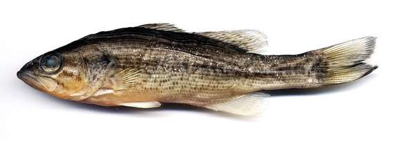 Image of black bass