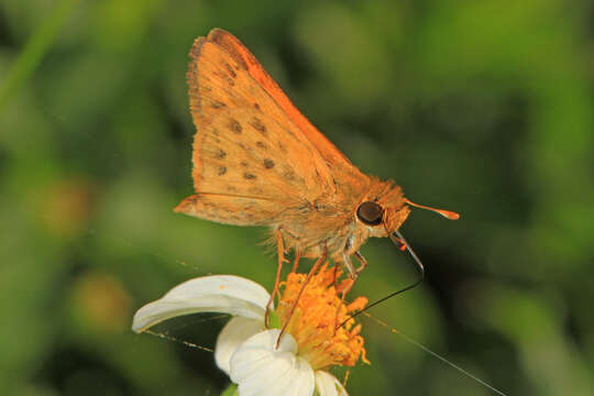 Image of Hylephila phyleus