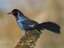 Image of Boat-tailed Grackle