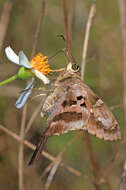 Image of Long-tailed Skipper