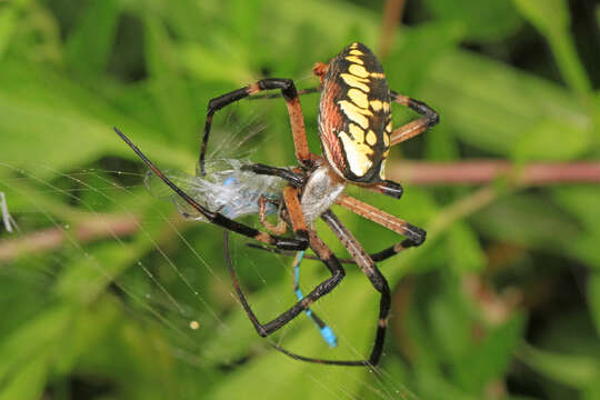 Image of Black-and-Yellow Argiope