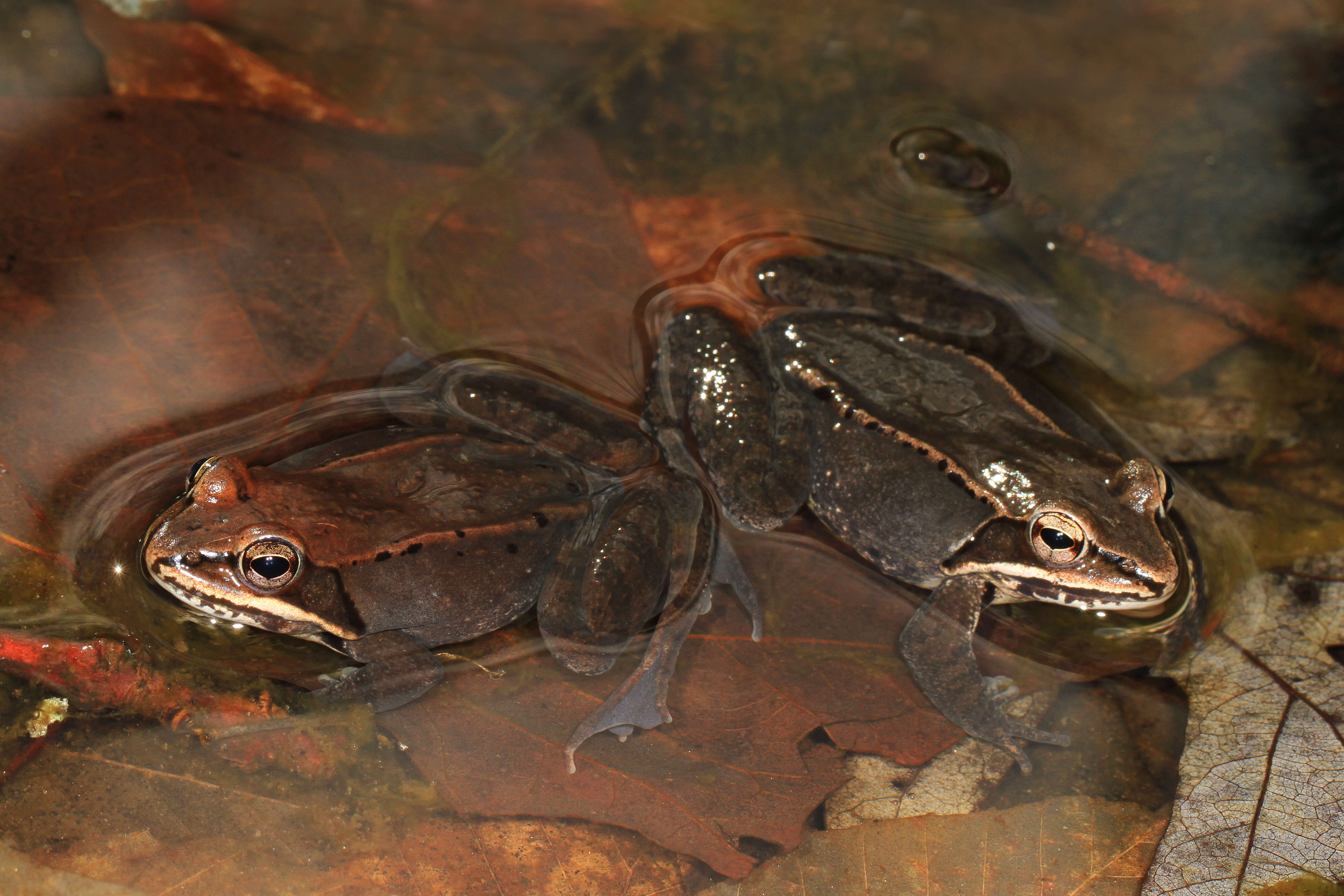 Image of Wood Frog