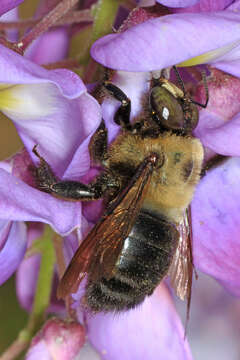 Image of Eastern Carpenter Bee