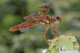 Image of Eastern Amberwing