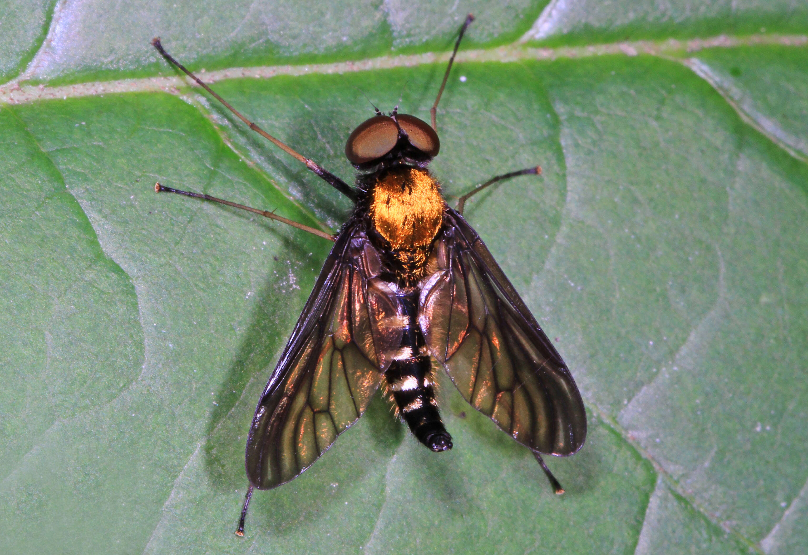 Image of Golden-backed Snipe Fly