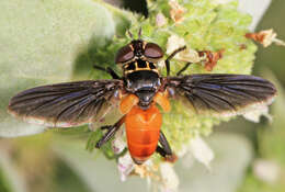 صورة Trichopoda pennipes (Fabricius 1781)