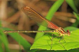 Image of American Rubyspot