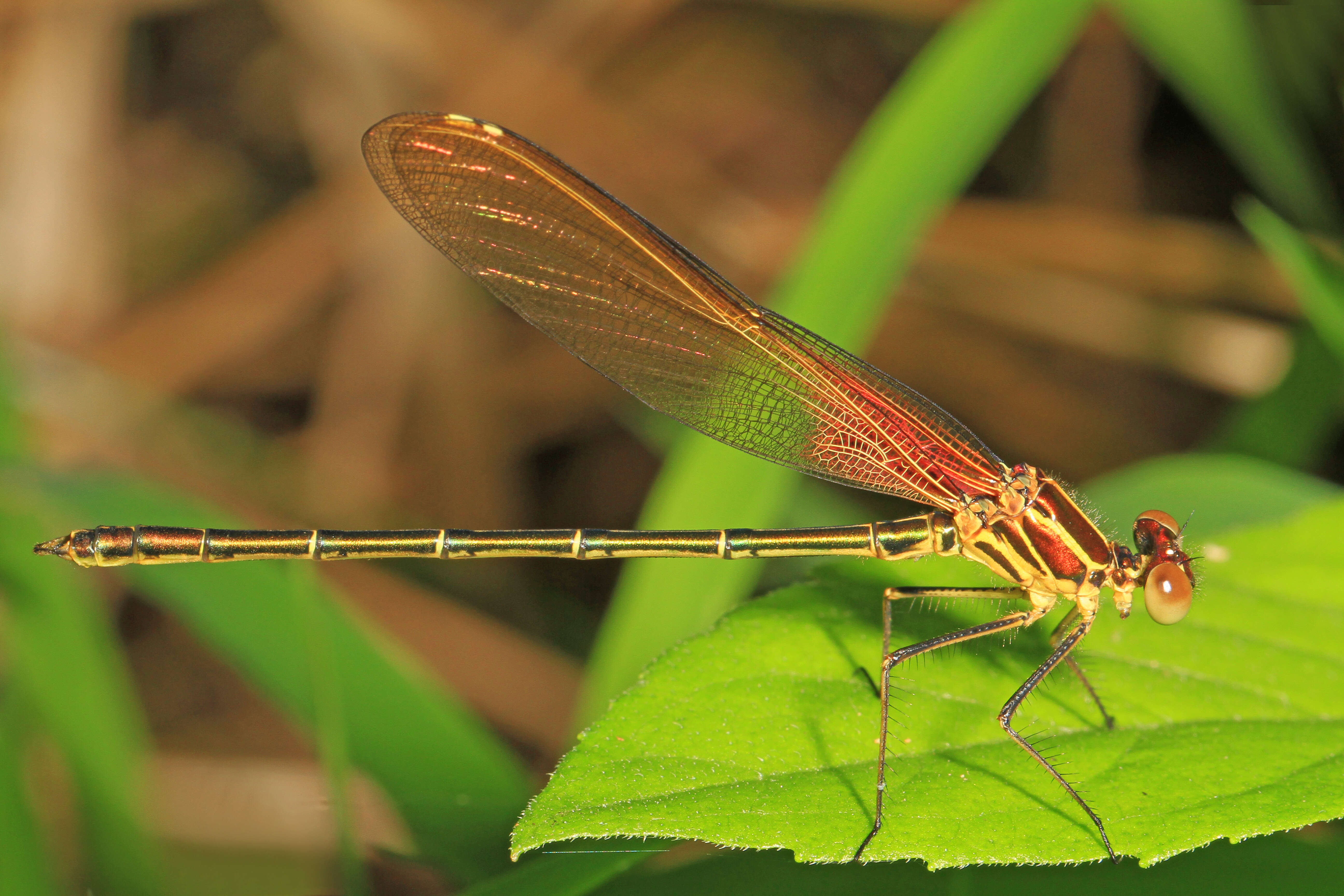 Image of American Rubyspot