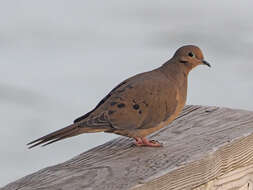 Image of American Mourning Dove