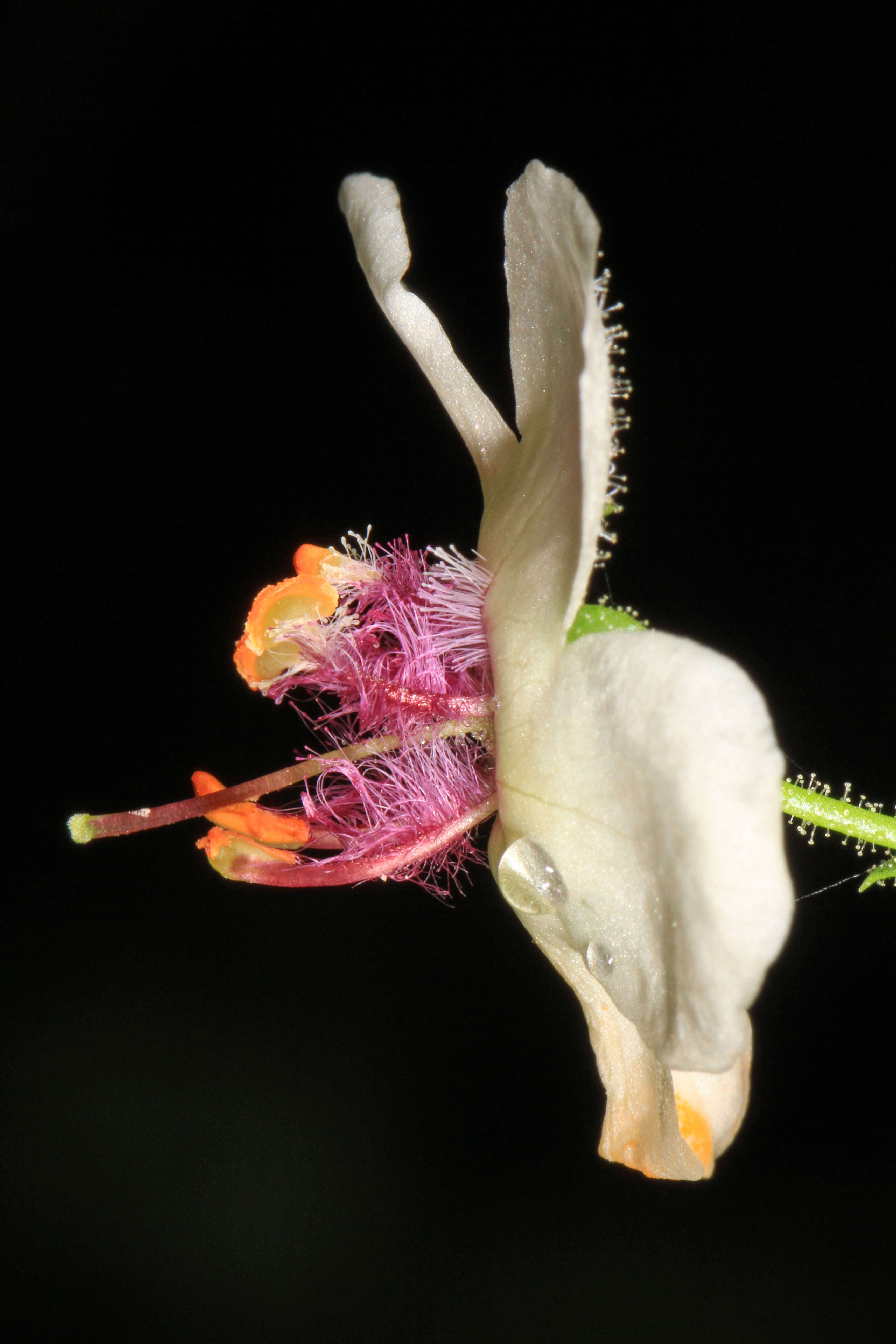 Imagem de Verbascum blattaria L.