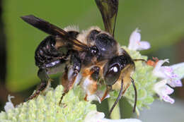 Image of Carpenter-mimic Leaf-cutter Bee