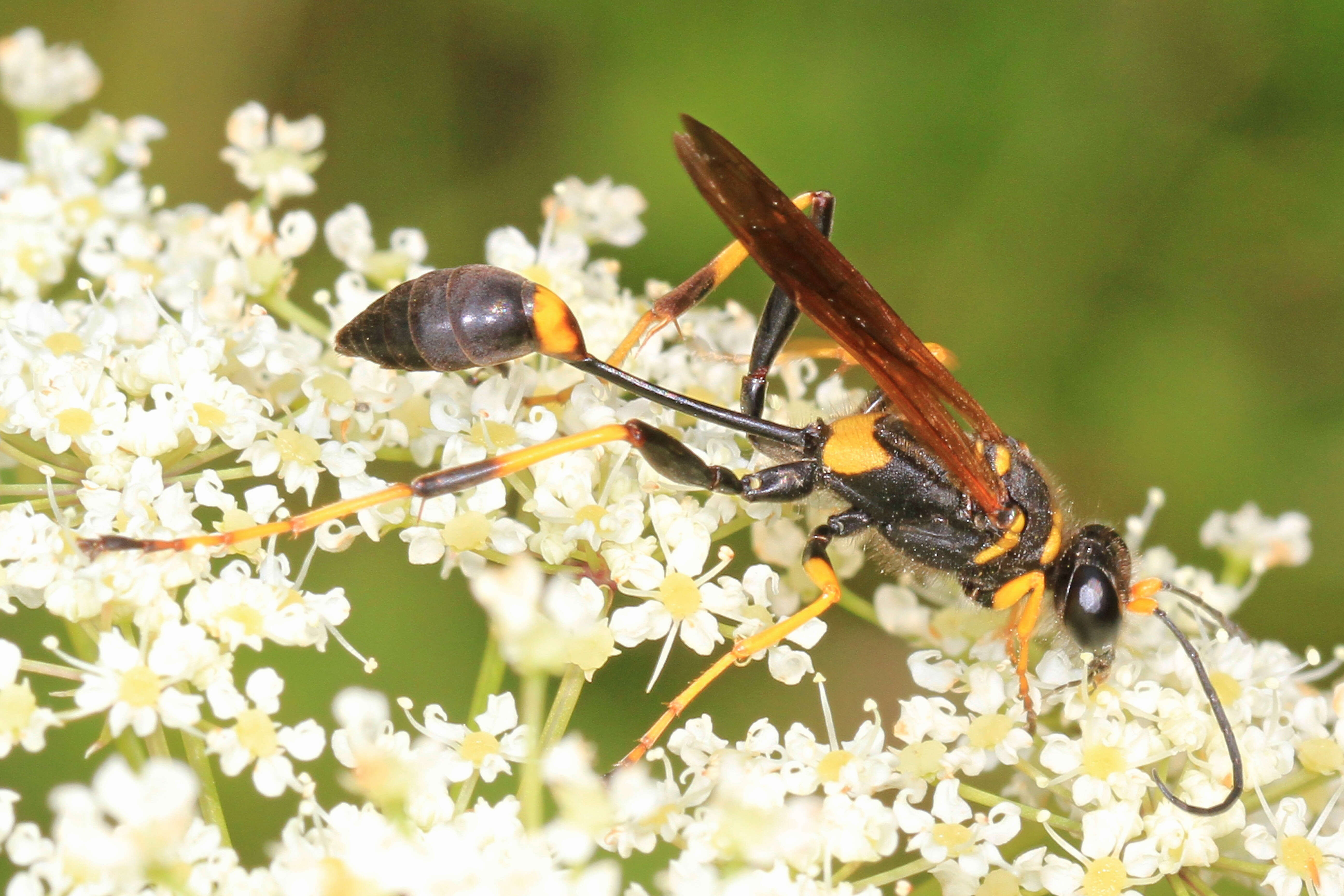 Image of mud daubers