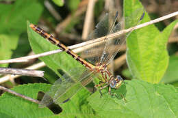 Imagem de Erpetogomphus designatus Hagen ex Selys 1858