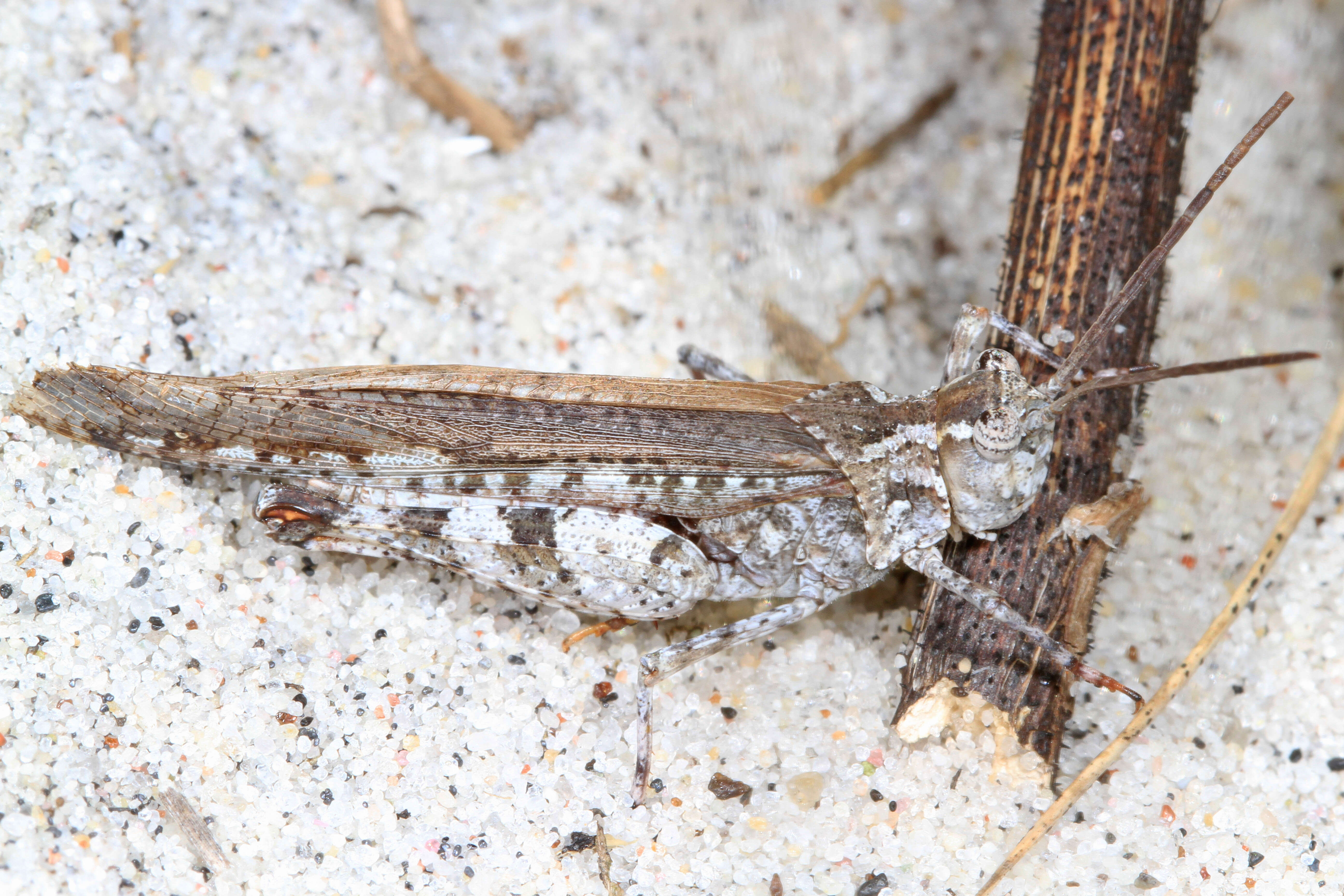 Image of Longhorn Band-wing Grasshopper