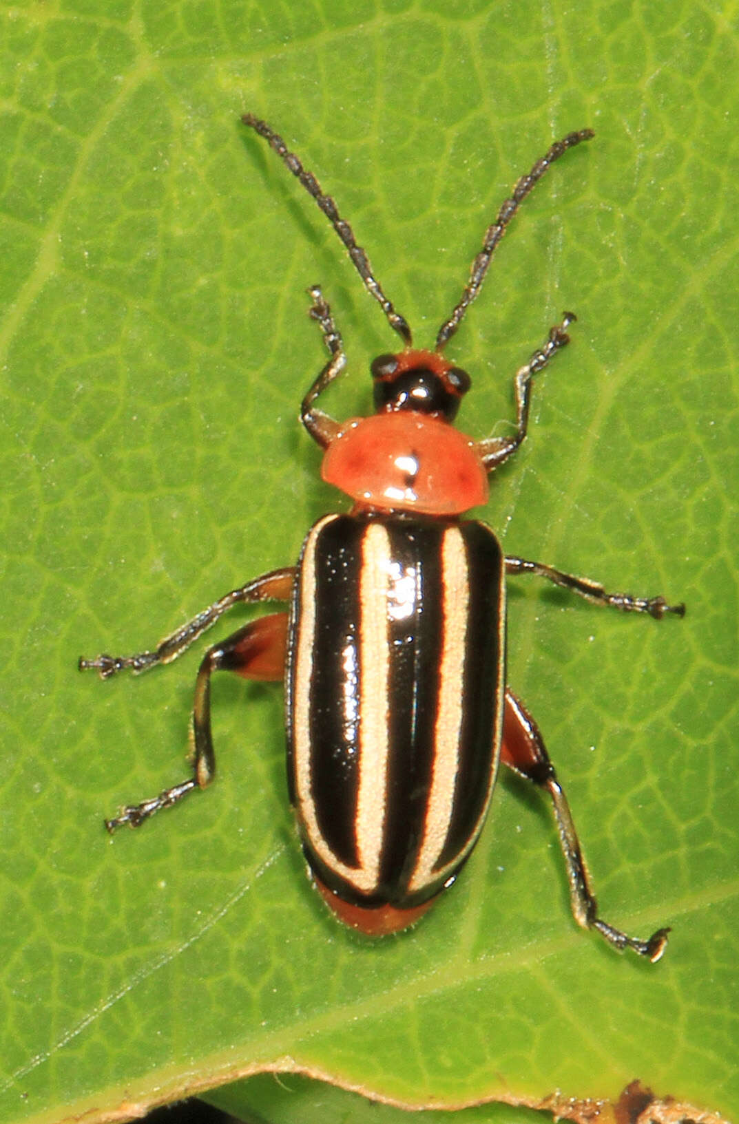 Image of Pigweed Flea Beetle