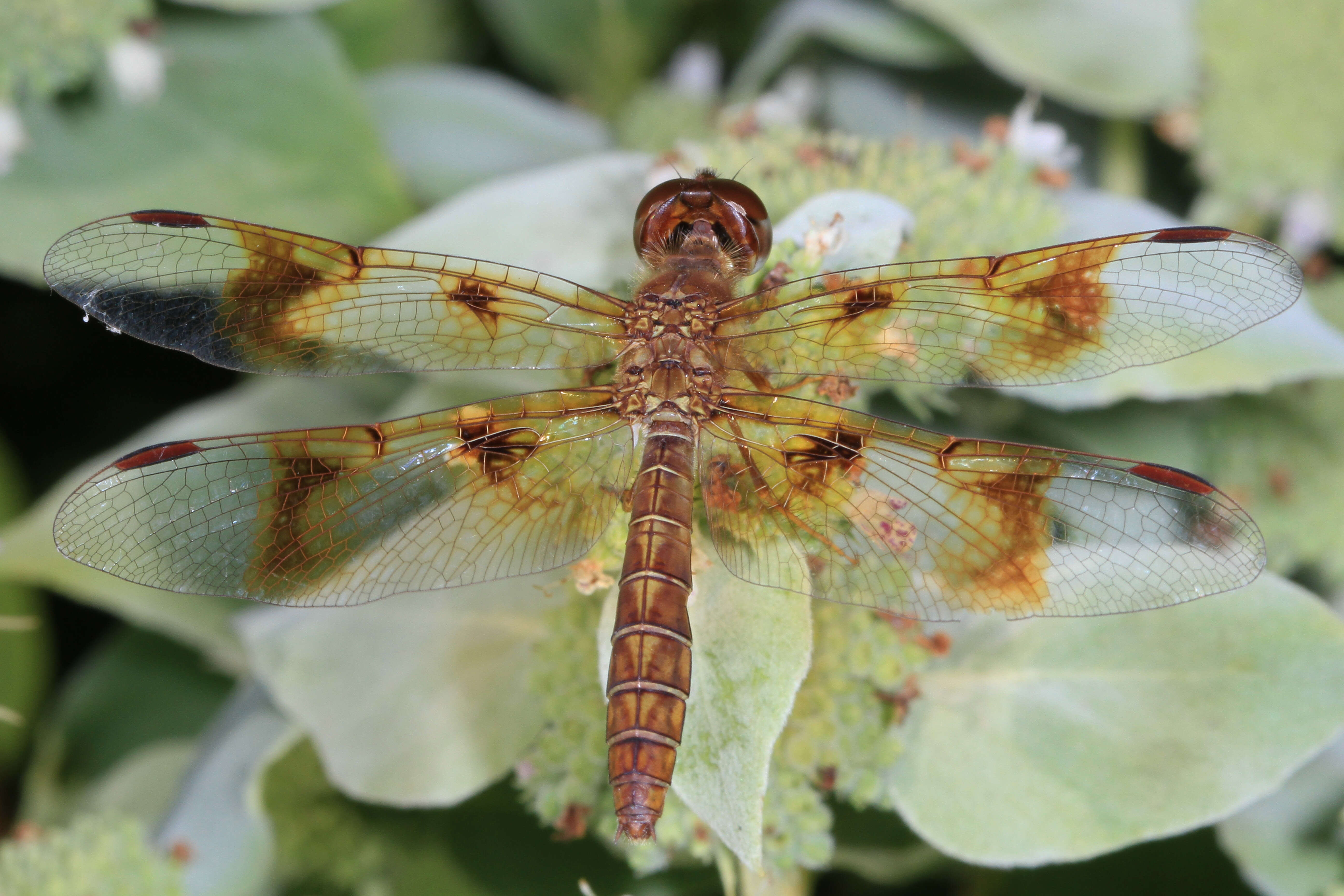 Image of Eastern Amberwing