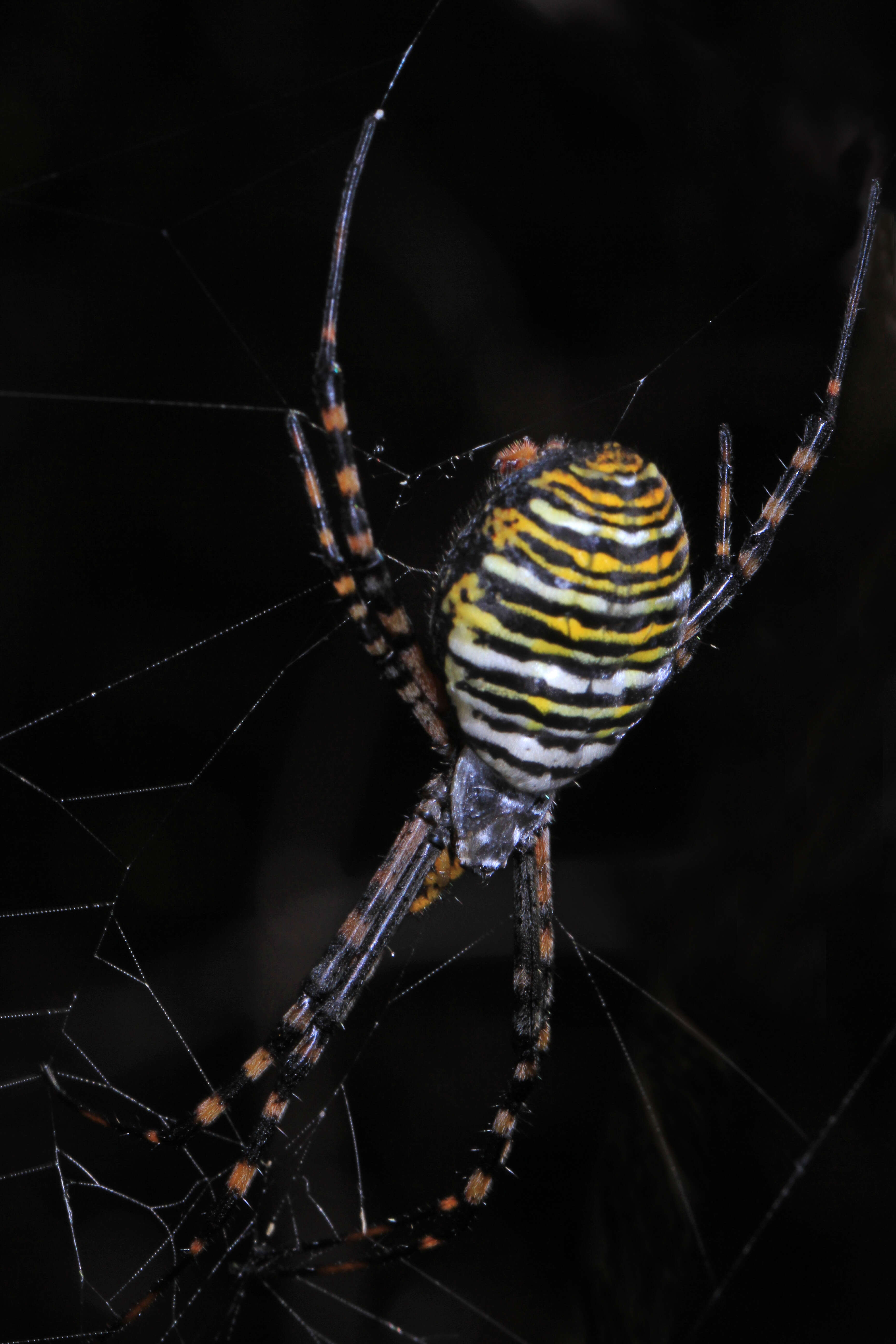 Image of Banded Argiope