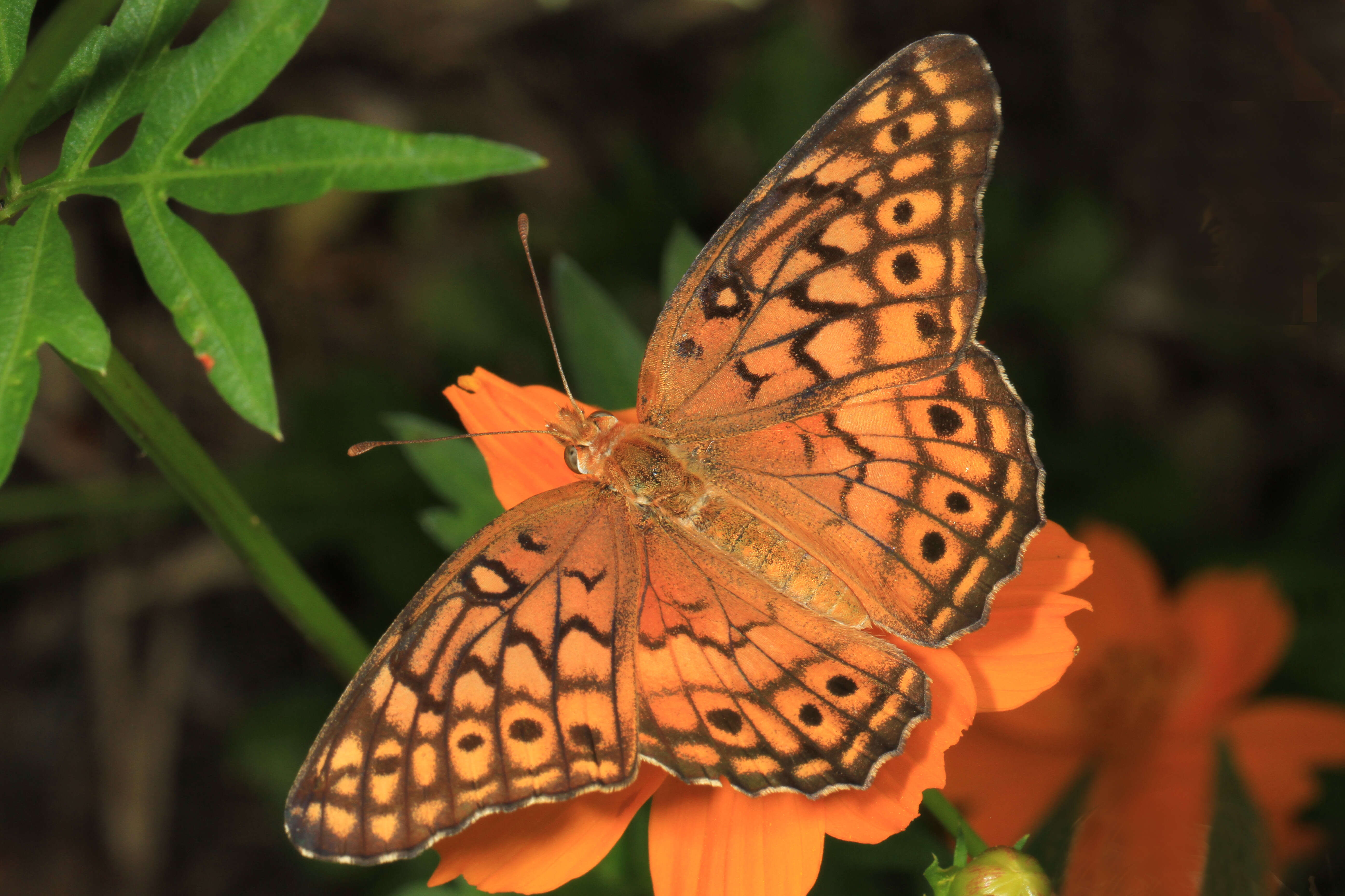 Image of Variegated Fritillary