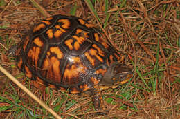 Image of Eastern box turtle