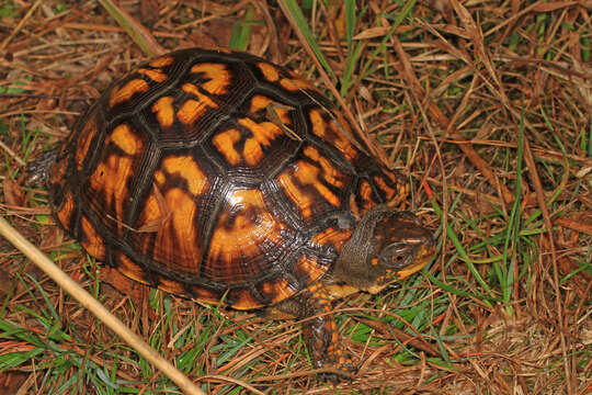 Image of Eastern box turtle