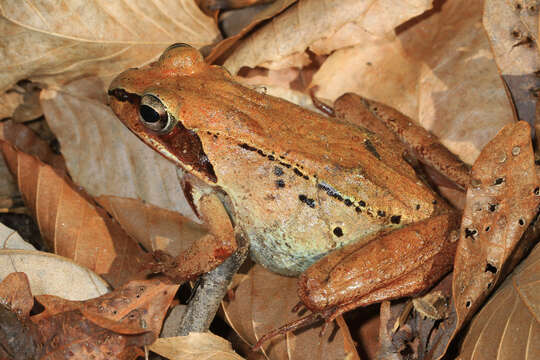 Image of Wood Frog