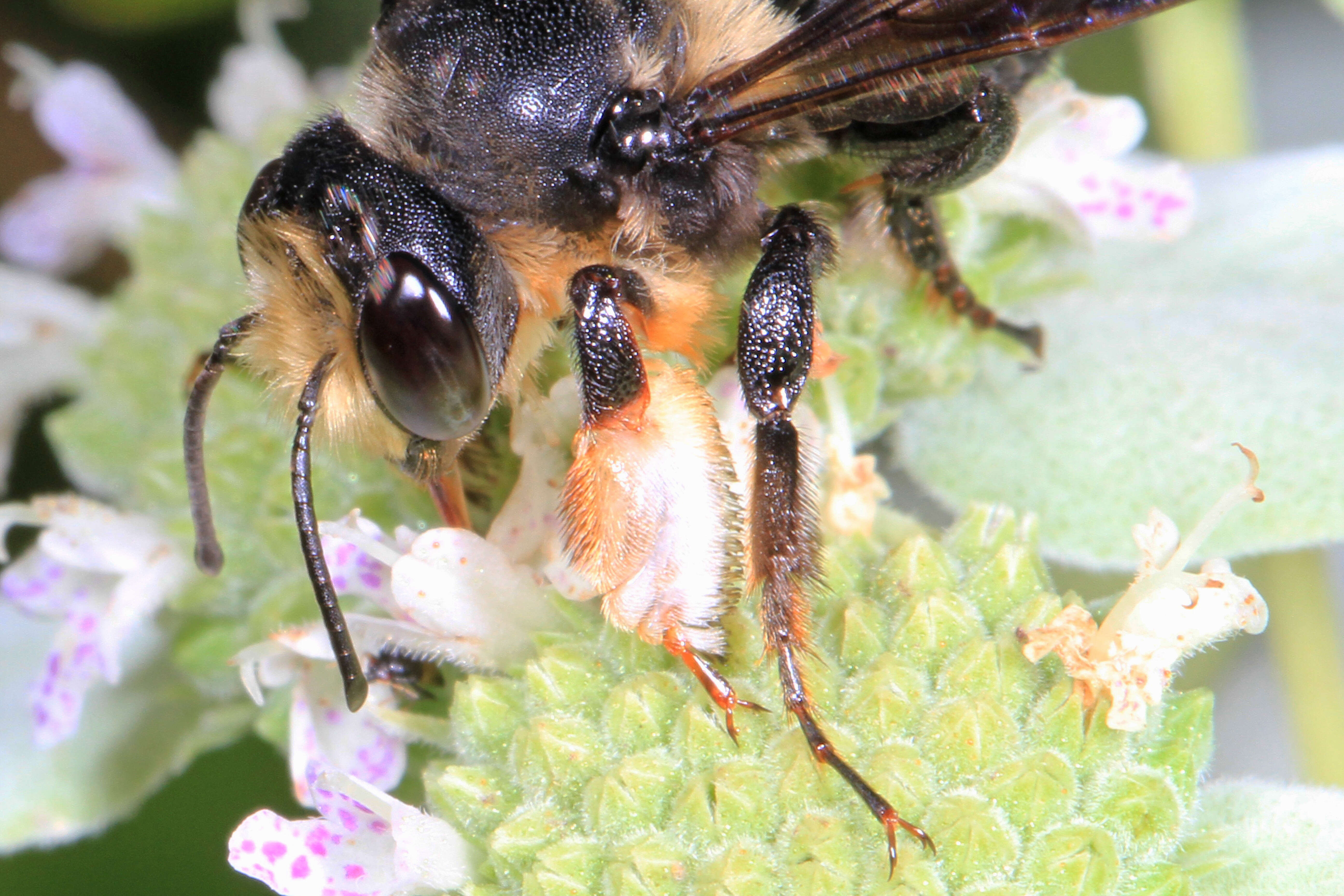 Image of Carpenter-mimic Leaf-cutter Bee