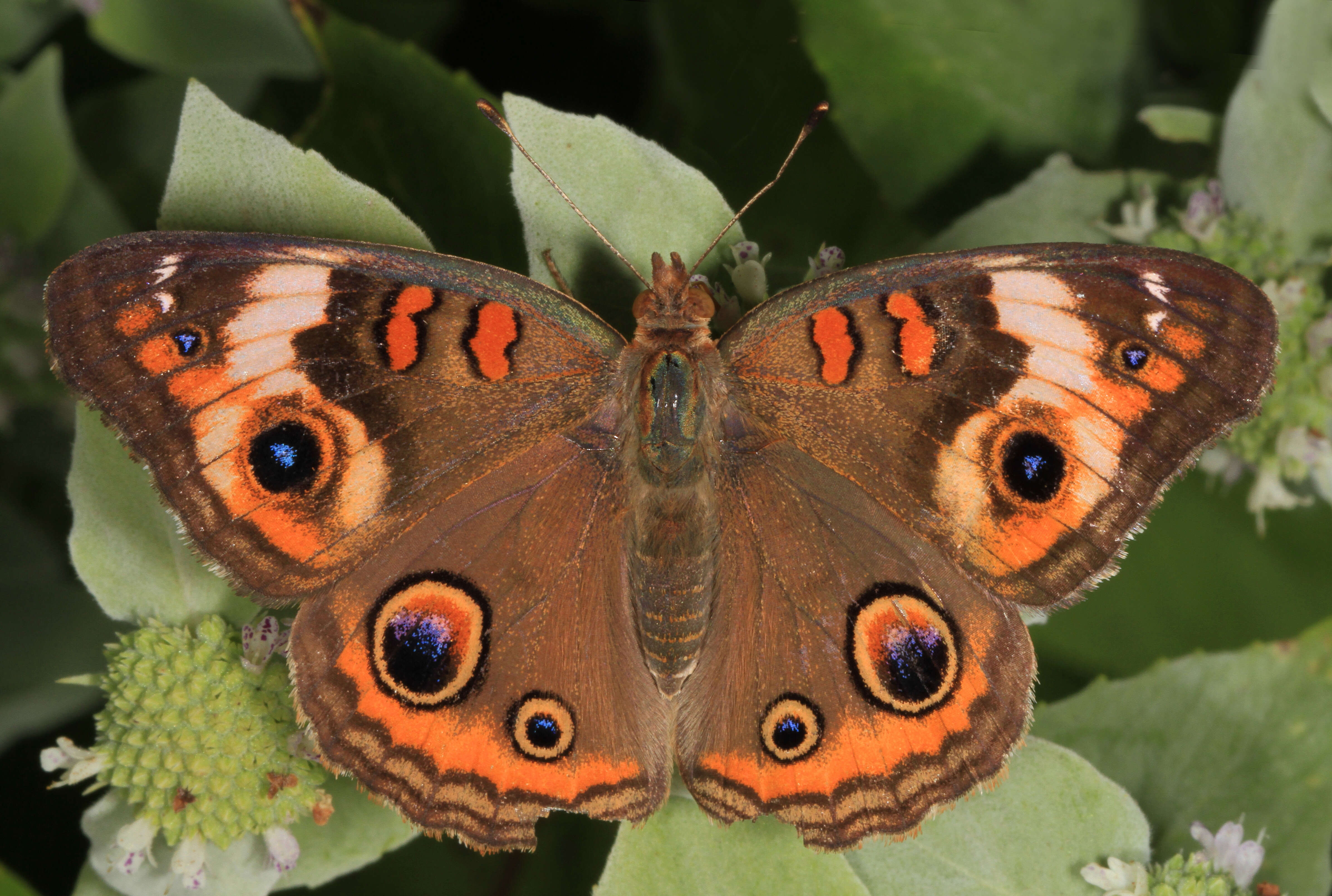 Image of Common buckeye