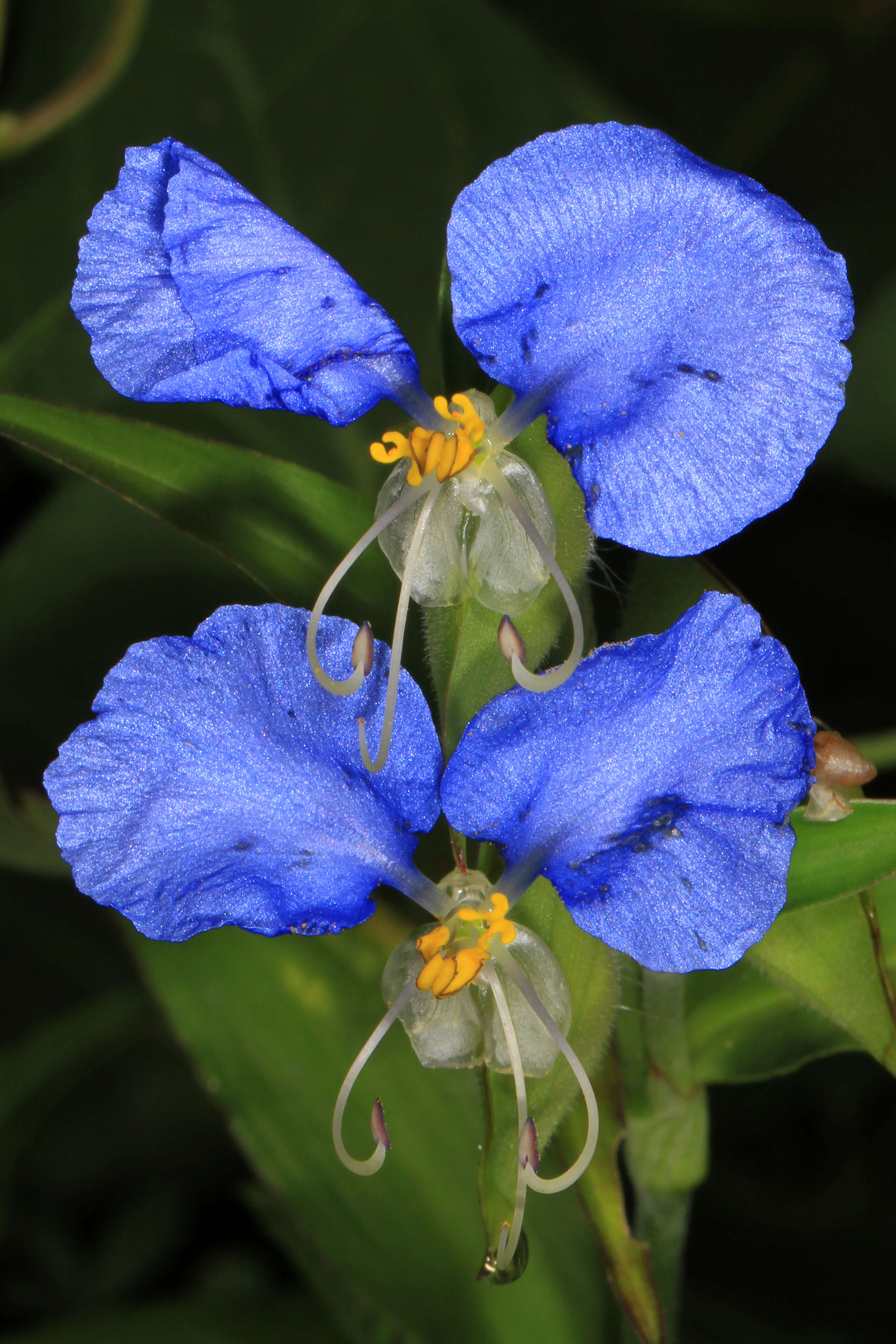 Image of Blousel Blommetjie