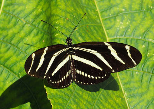 Image of Zebra Longwing