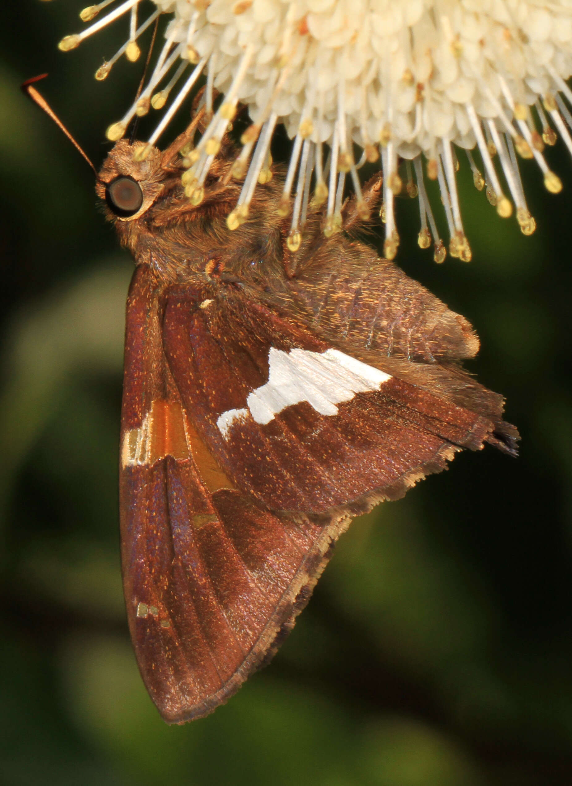 Image of Silver-spotted Skipper