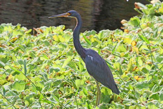 Image de Aigrette tricolore