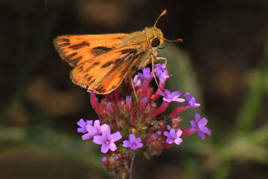 Image of Hylephila phyleus