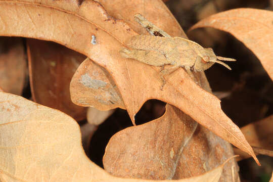 Image of Green-striped Grasshopper