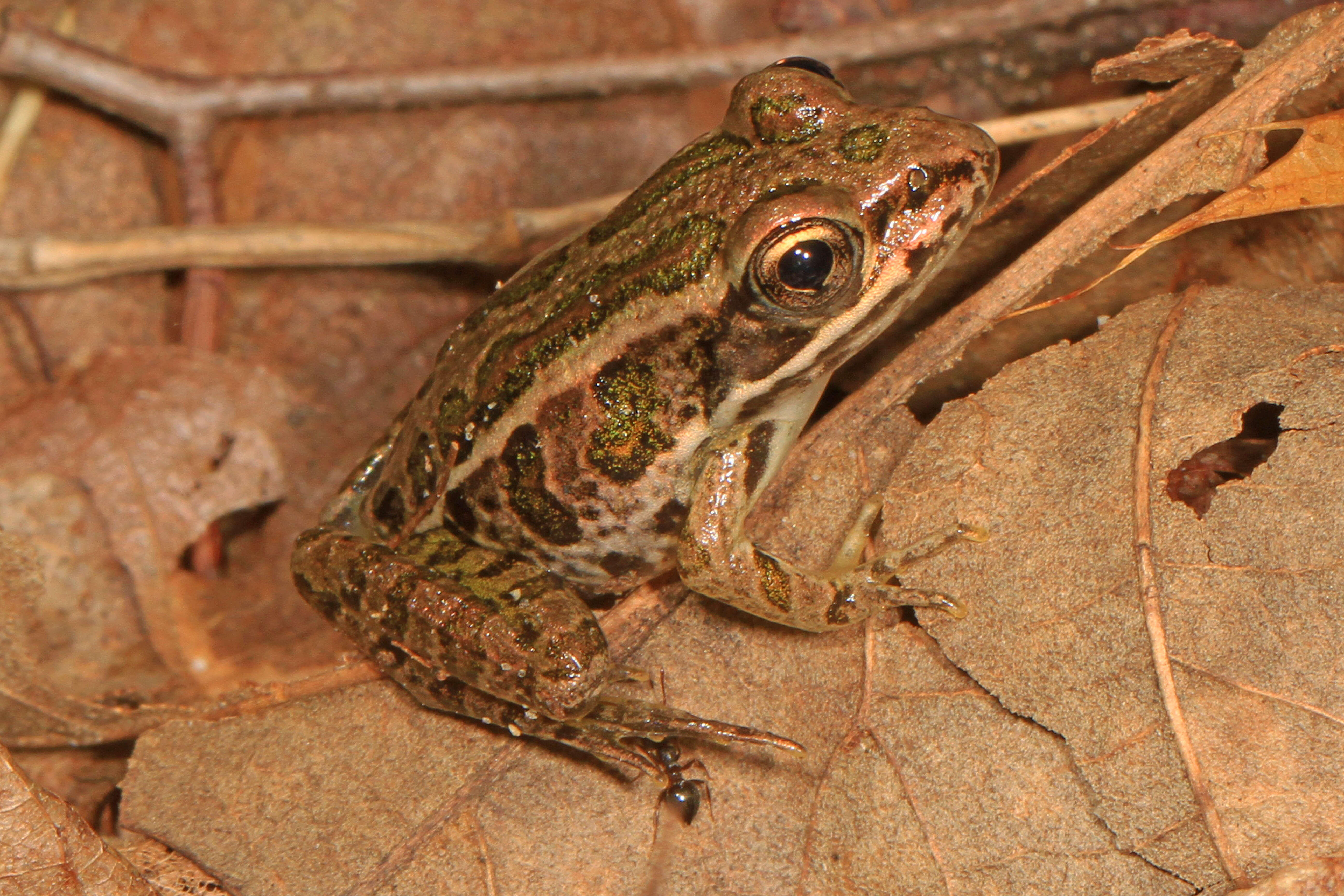 Image of pickerel frog