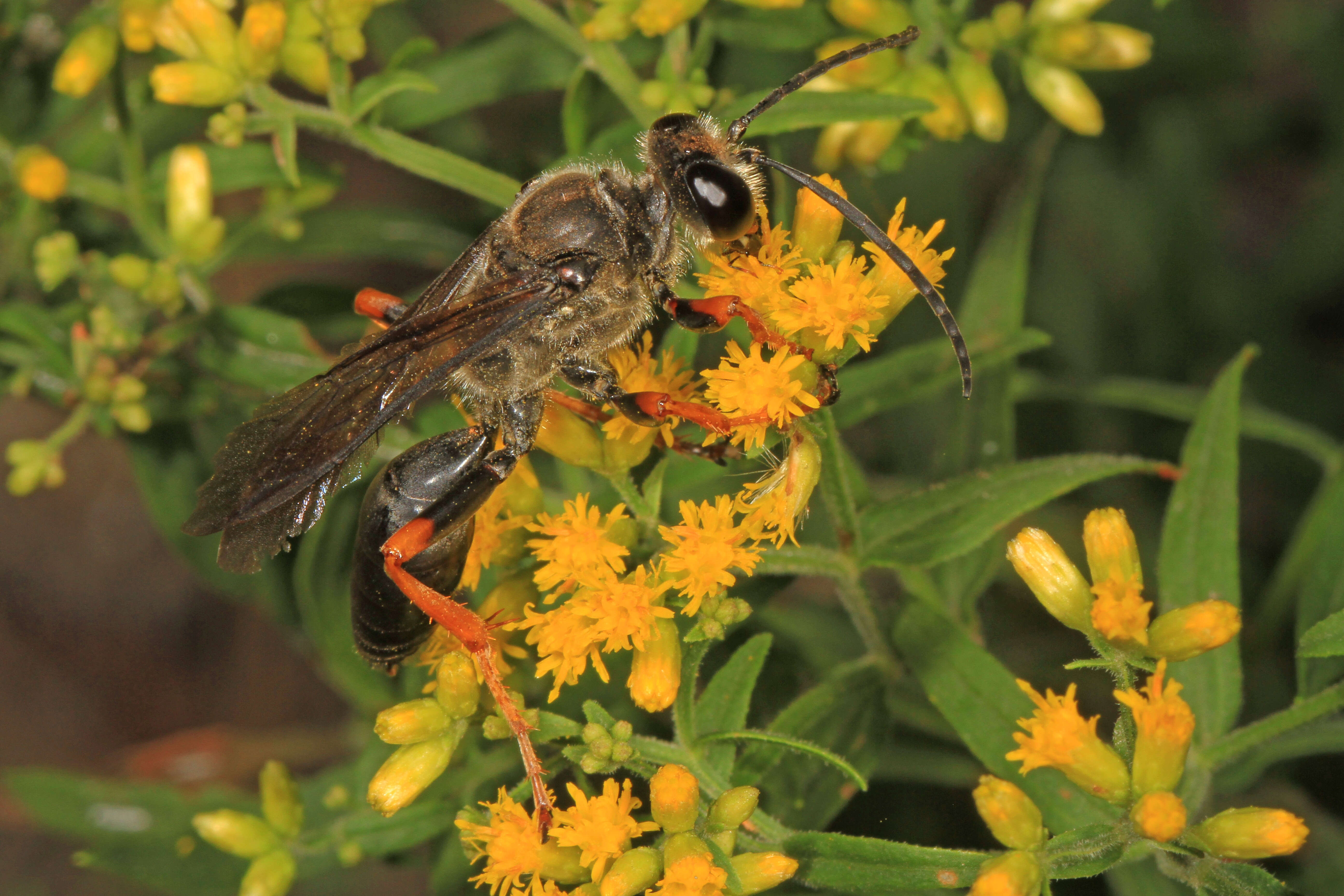 Image of Katydid Wasp