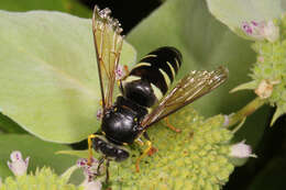 Image of Bicyrtes quadrifasciatus (Say 1824)